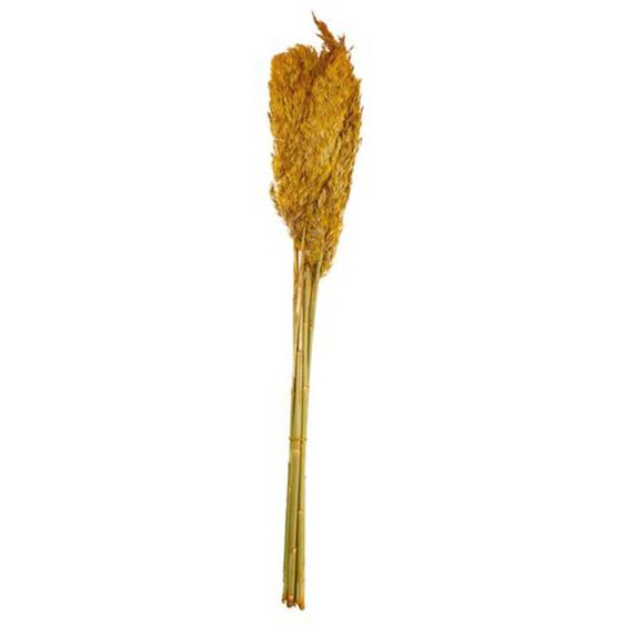 PRIX FOUS Bouquet de plumeaux de roseaux séchés jaune 75cm