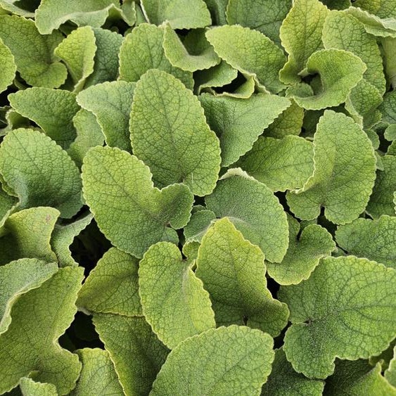 Brande de Russel - Phlomis russeliana - 24 Plantes - Plante vivace à floraison jaune - Ensoleillée à mi-ombragée - Aimant les abeilles et les papillons - Ø9cm - 10-25cm