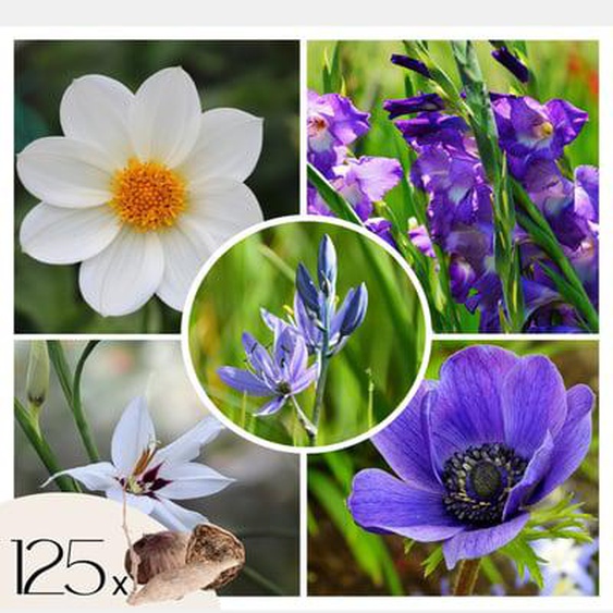 Bulb Bleu jardin - Mélange de bulbes à fleurs - 125 pièces