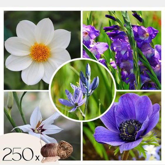 Bulb Bleu jardin - Mélange de bulbes à fleurs - 250 pièces