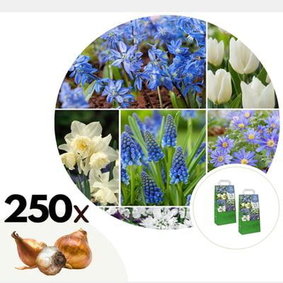 Mélange de bulbes pour le jardin - Set de 250 - Bulbes à fleurs