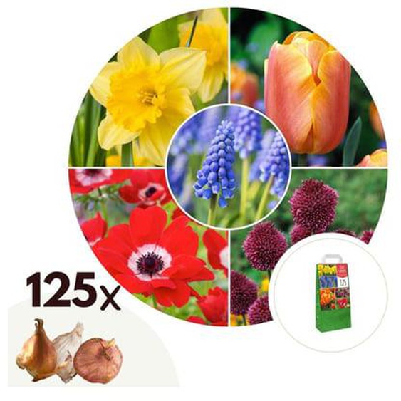 Bulb Garden Colourful - Bulbes x125 - Mélange Joyeux de Bulbes à Fleurs