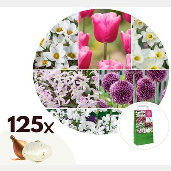 Mélange de bulbes pour le jardin - Set de 125 - Allium Narcissus Muscari, Tulipa