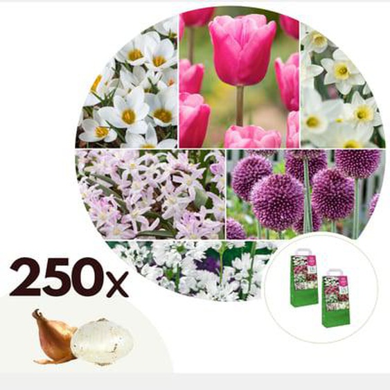 Bulb Garden Pink - 250x Bulb Mix - Narcissus, Allium, Crocus, Tulip