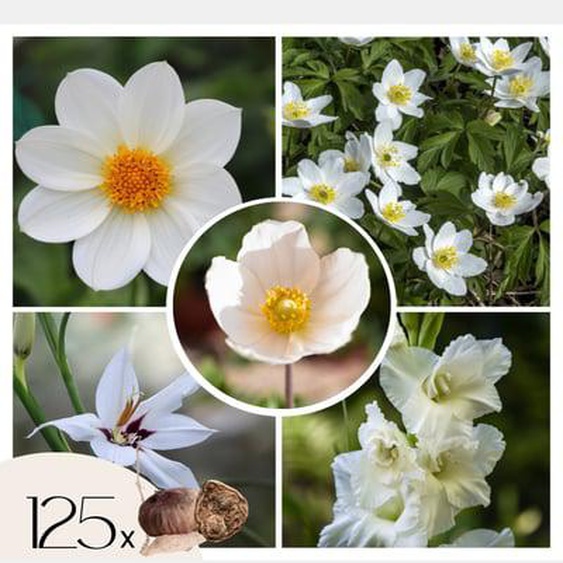 Bulb Jardin Blanc - Mélange de bulbes à fleurs - 125 pièces