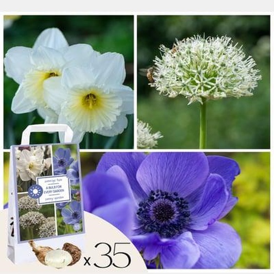Bulbes - 35 pièces - Coffret Sunny Garden - Anémone, Allium, Narcisse