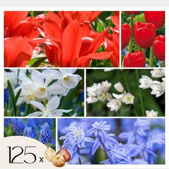 Bulbes à fleurs de Hollande - Bulbes x125 - Mélange Joyeux de Bulbes à Fleurs