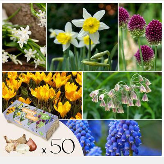 Bulbes à fleurs pour insectes - Mélange de 50 - Attire abeilles & papillons