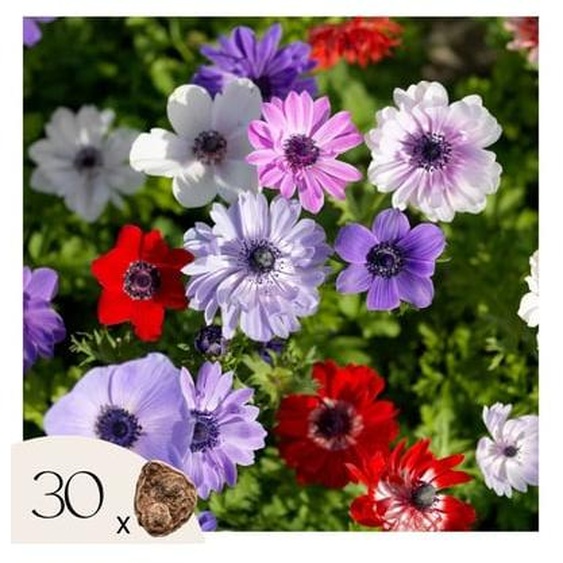 Bulbes danémone - Set de 30 - Anemoon de Caen - Bulbes à fleurs