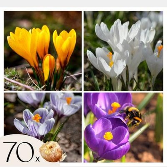 Bulbes de crocus - Lot de 70 - Fleurs printanières colorées pour jardin
