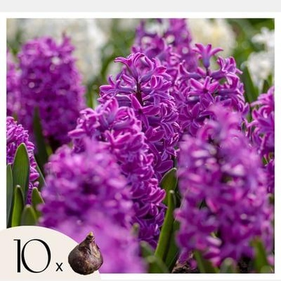 Bulbes de jacinthes - Lot de 10 - Hyacinthus Purple Voice - Bulbes à fleurs