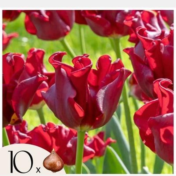 Bulbes de tulipes Red Dress - Lot de 10 - Rouge foncé - Rustiques & vivaces
