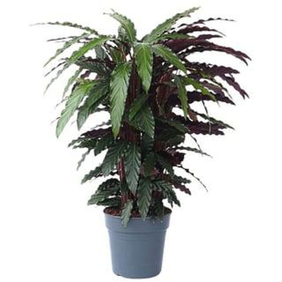 Calathea Wavestar XL - Calathée - Plante dintérieur - ¿27cm - Hauteur 85-95cm