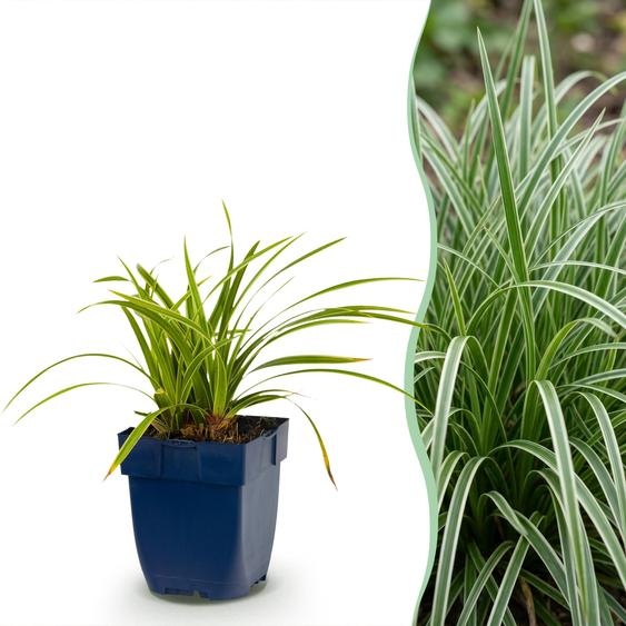 Carex morrowii Ice Dance - Carex japonais - À feuillage persistant - Vert crème - 12 plants - 15-25cm - Ø11cm - Plante de jardin
