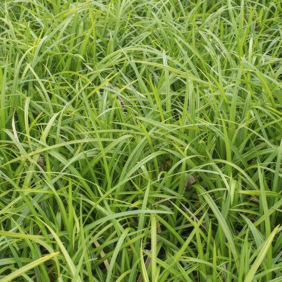 Carex morrowii « Irish Green » – 24 plantes – 10-25 cm – Ø9 cm – Couverture végétale à feuilles persistantes – Facile dentretien et polyvalente – Convient à lombre