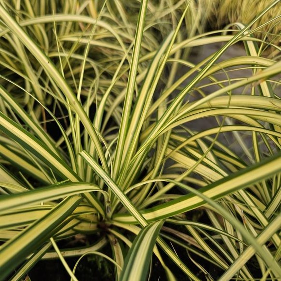 Carex oshimensis Evergold 24 plants 10-25cm Ø9cm Graminée ornementale
