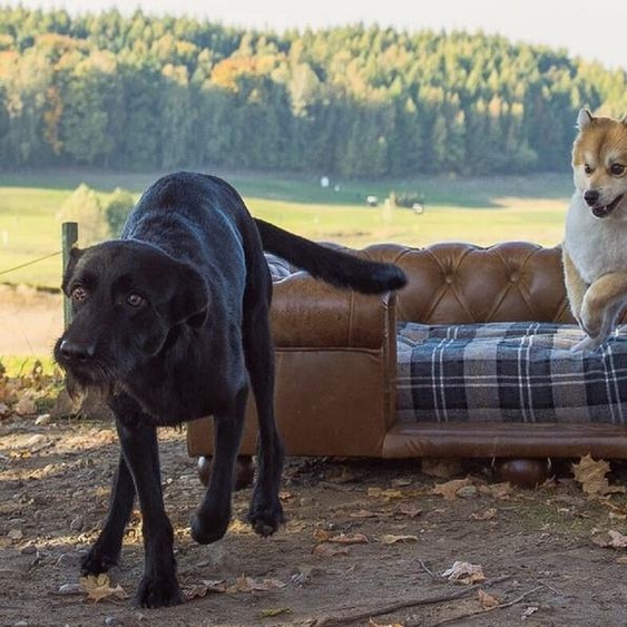 Casa Padrino Lit en cuir Chesterfield de luxe pour chien Vintage Marron / Marron foncé / Multicolore 134 x 104 x H. 37 cm - Lit rectangulaire en cuir véritable pour chien - Meubles en cuir Chesterfield de luxe pour animaux domestiques
