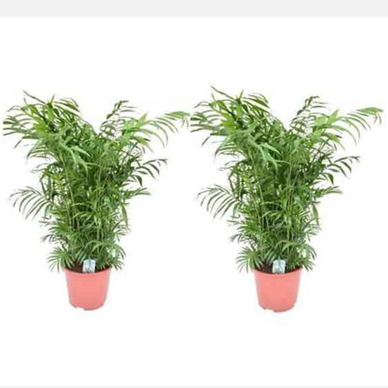 Palmier de salon - Set de 2 - Chamaedorea elegans - Hauteur 80-90cm - ¿20cm