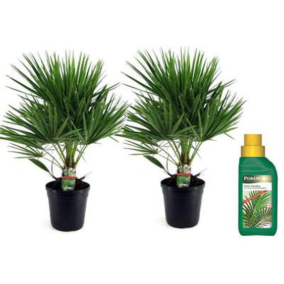 Chamaerops Humilis - Lot de 2 - Palmiers de jardin - Pot 21cm - Hauteur 70-80cm