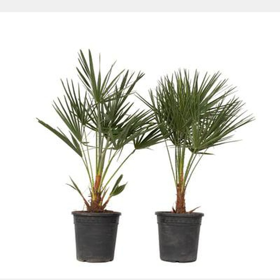 Palmier nain - Set de 2 - Chamaerops humilis - Hauteur 70-80cm - ¿21cm