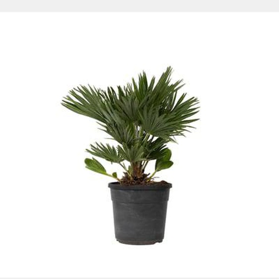 Palmier nain - Chamaerops Vulcano - Hauteur 45-55cm - ¿24cm