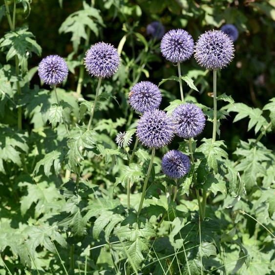 Chardon boule Echinops ritro – 24 plantes – 10-25 cm – Ø 9 cm – Plante vivace résistante au froid avec des boules de fleurs bleu acier – Plante de jardin mellifère pour les parterres ensoleillés