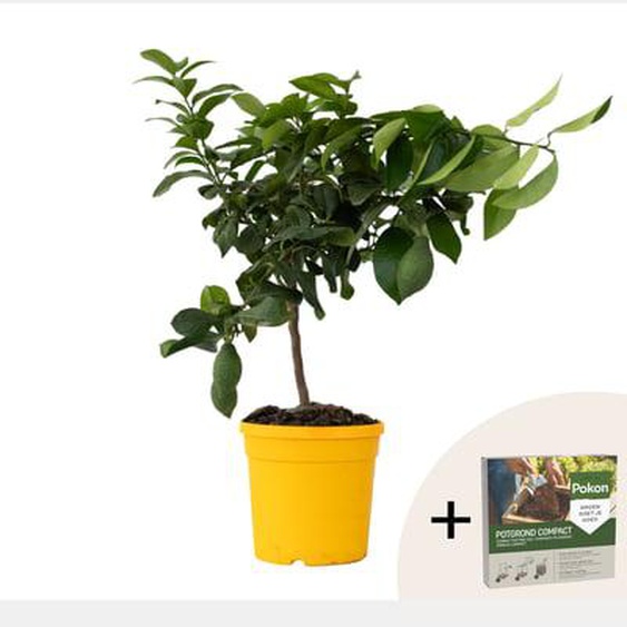 Citronnier - Citrus limon - Hauteur 60-70cm - ¿19cm