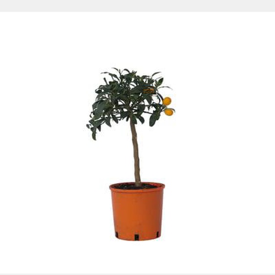 Citronnier - Set de 2 - Citrus microcarpa Kumquat - H50-60cm - ¿19cm