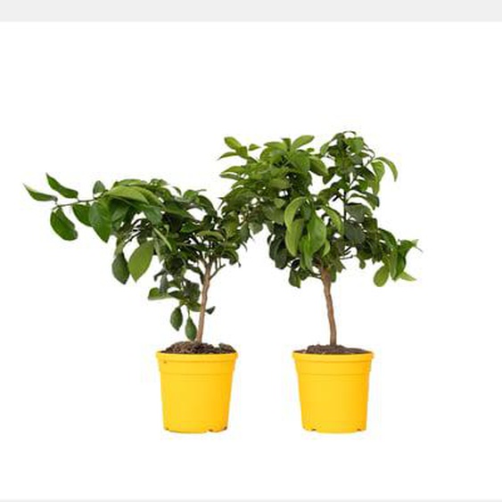 Citronnier - Set de 2 - Citrus limon - Hauteur 60-70cm - ¿19cm