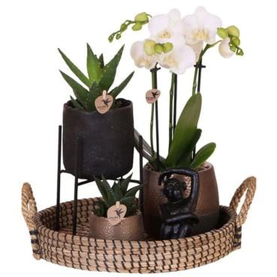 Coffret cadeau orchidée Copper XL - Phalaenopsis - Hauteur 35cm