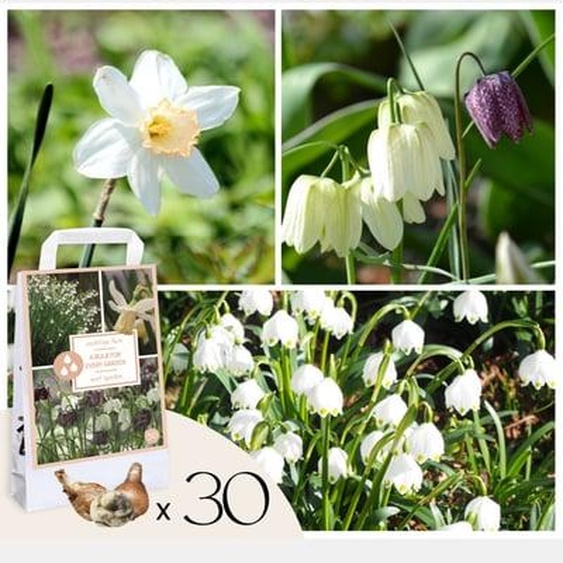 Coffret Jardin Humide - 30 bulbes pour endroits humides et pluvieux