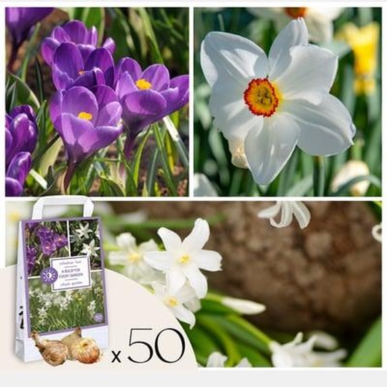 Coffret Jardin Ombragé - 50 bulbes pour ombre & mi-ombre