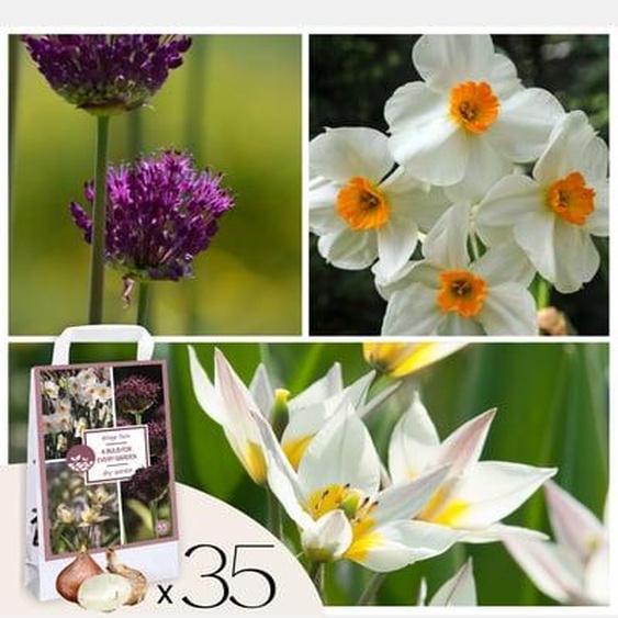 Coffret Jardin Sec - 35 bulbes pour endroits secs & ensoleillés