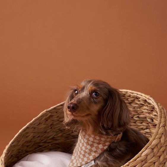 Collier bandana à damier pour chien carreaux marron
