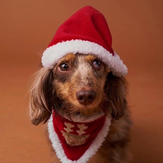 Collier bandana + bonnet de Noël pour chien rouge