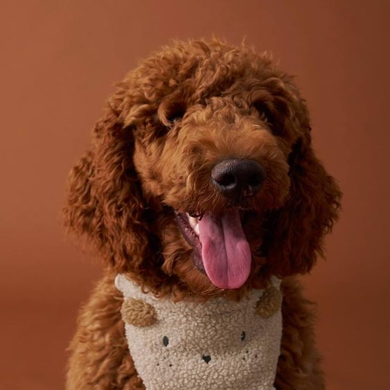 Collier bandana pour chien écru