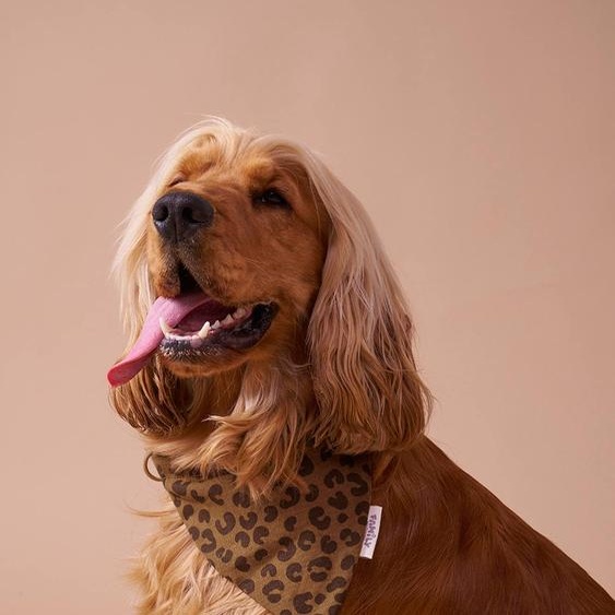 Collier bandana pour chien marron imprimé