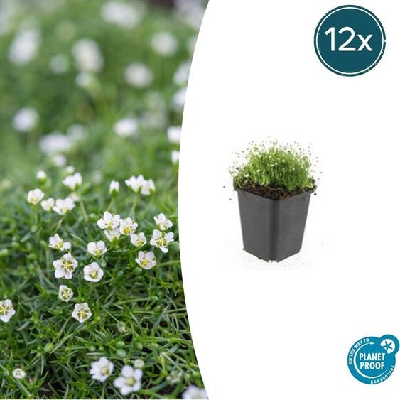 Couvre-sol - Roche - Mousse étoilée - Sagina subulata - Pot de 9cm - Set de 12 plantes