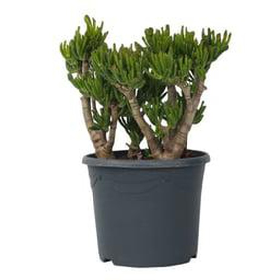 Arbre de jade - Crassula ovata Hobbit - Hauteur 55-60cm - ¿30cm