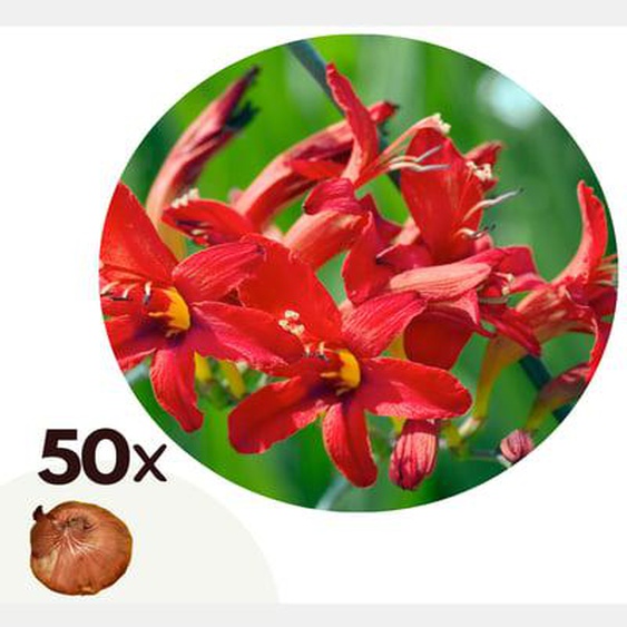 Crocosmia Lucifer Montbretia - lot de 50 - Tubercules - Fleurs du jardin Rouge