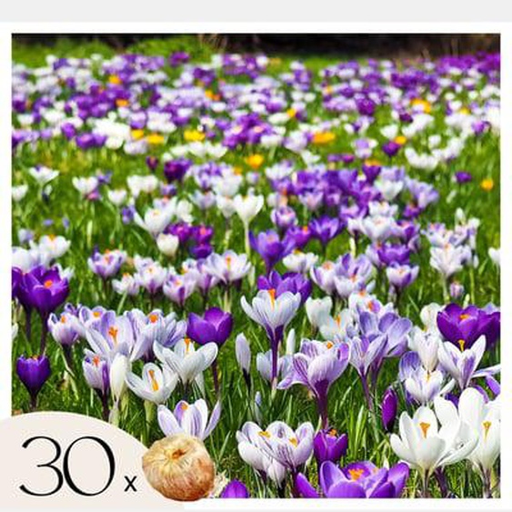 Crocus Large Flowering Mix - Bulbes à fleurs x30 - Violet/jaune