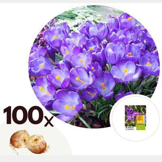 Fleur printanière - Set de 100 - Crocus Ruby Giant - Bulbes à fleurs - Violet