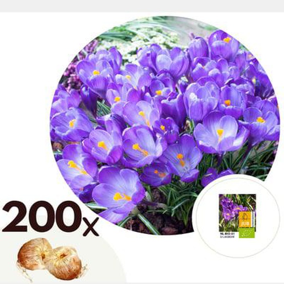 Fleur printanière - Set de 200 - Crocus Ruby Giant - Bulbes à fleurs - Violet