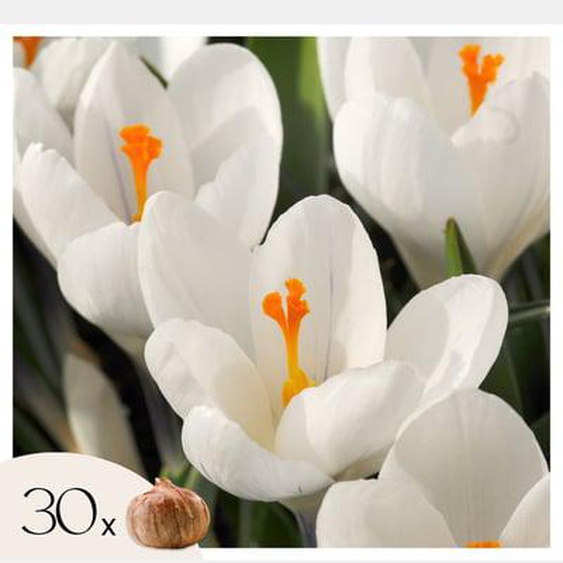 Crocus White - Bulbes de fleurs x30 - blanc - Floraison précoce