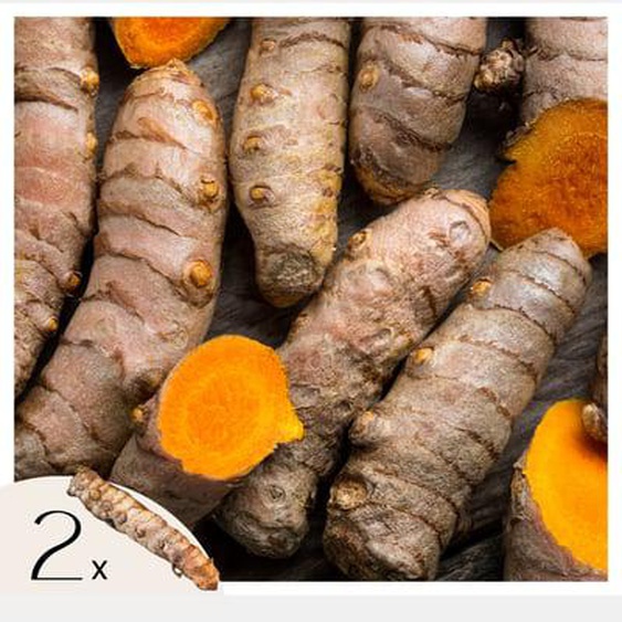 Curcuma - Set de 2 - Curcuma Longa - Rhizomes - Orange