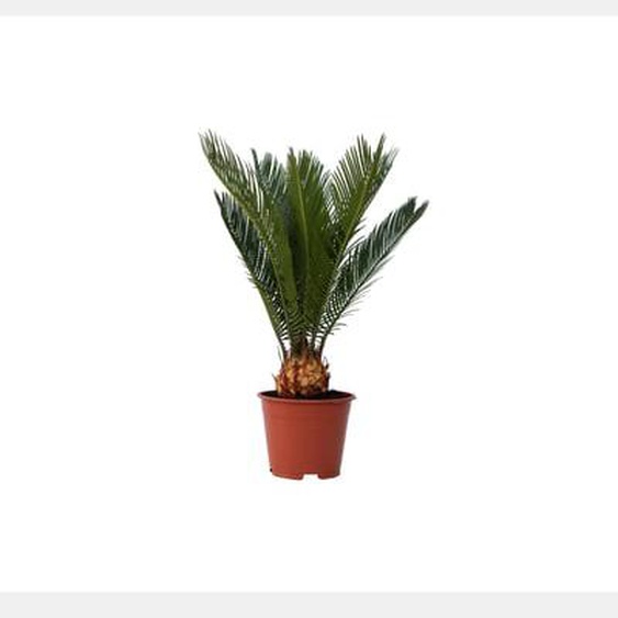 Cycas Revoluta - Set de 4 - Fern Palm - Pot 15cm - Hauteur 45-60cm