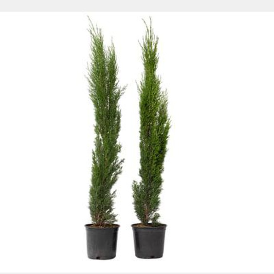 Cyprès toujours vert - Set de 2 - Cupressus sempervirens - H70-80cm - ¿19cm