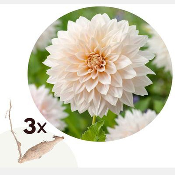 Dahlia Café au Lait - Lot de 3 - Tubercules - Bloomers dété - Rose