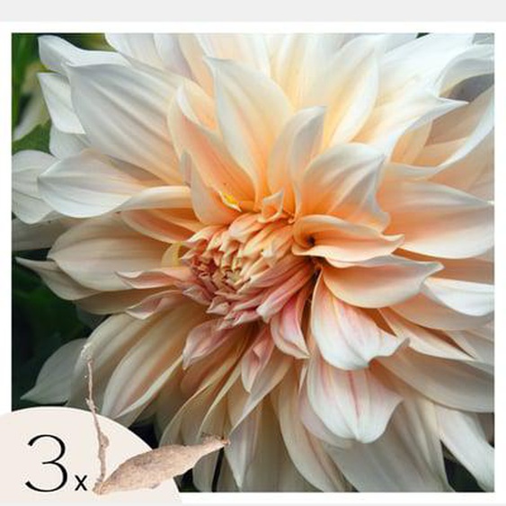 Dahlia de jardin - 3 pcs - Dahlia Cafe au Lait - Bulbes à fleurs