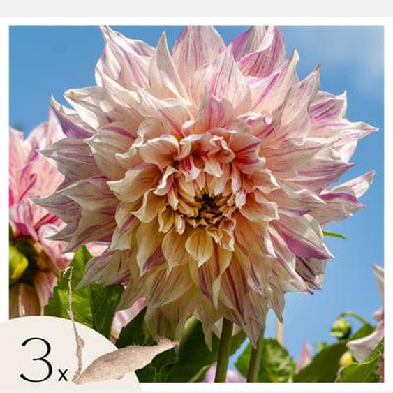 Dahlia de jardin - 3 pcs - Dahlia Café au lait Twist - Bulbes à fleurs